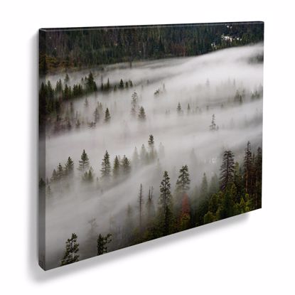 Picture of Foggy Woods